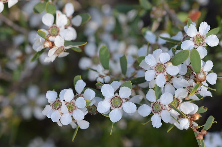 Coast teatree, Leptospermum laevigatum, is now an invasive species in some areas. It has small white flowers.