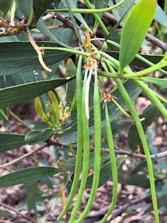 Acacia longifolia subsp. longifolia has quite long, thin seed pods.