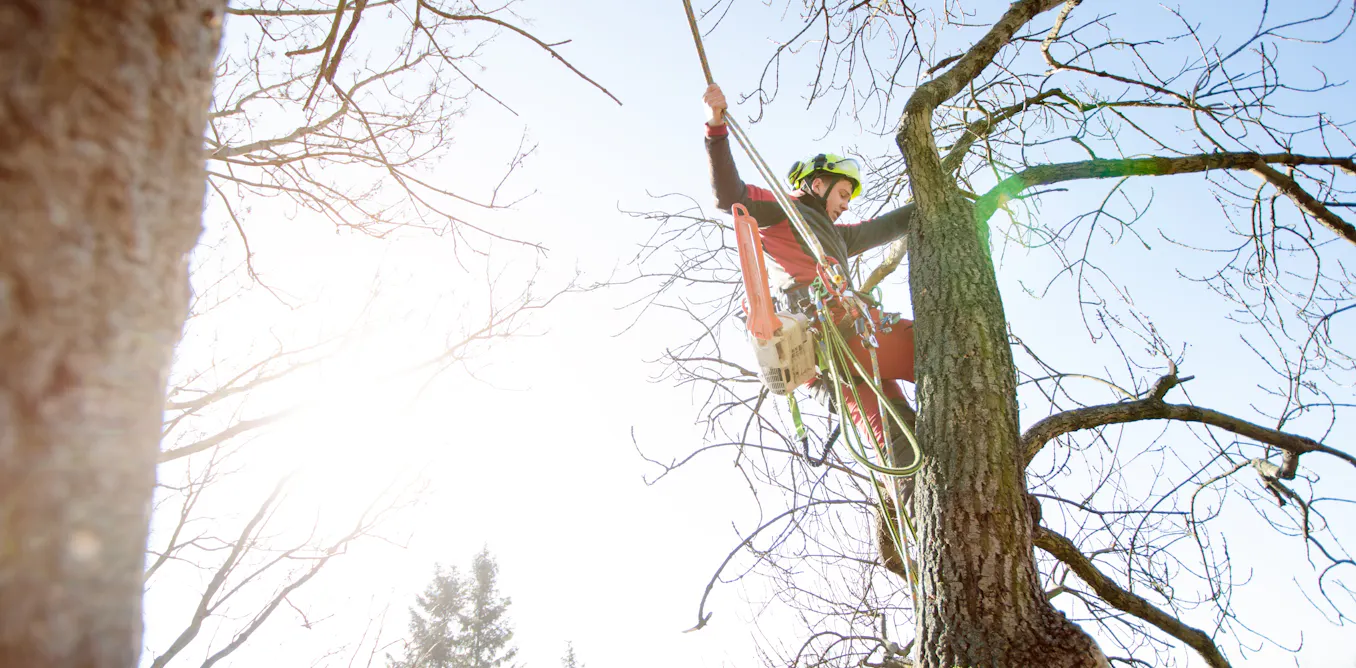 Hacking At Tree Dodgy tree loppers are scamming elderly homeowners and hacking up ...