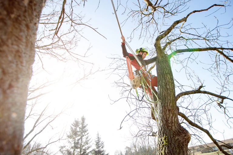 Arborist in a tree