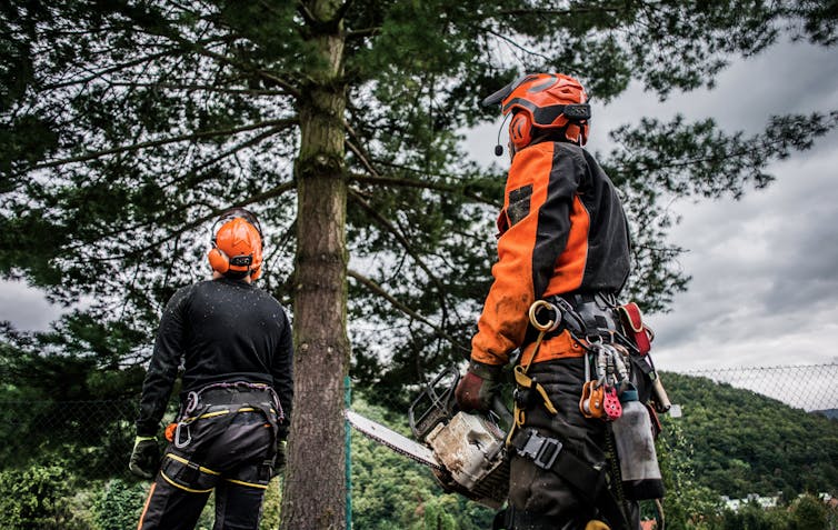 Two geared-up arborists look at a tree