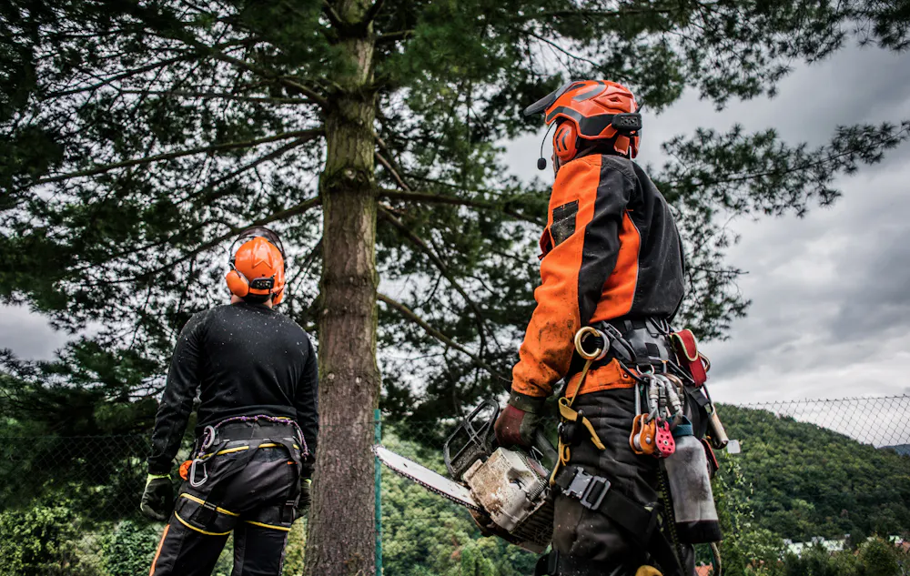 Hacking At Tree Dodgy tree loppers are scamming elderly homeowners and hacking up ...