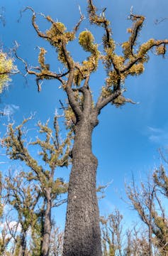 New green shoots on bare branches