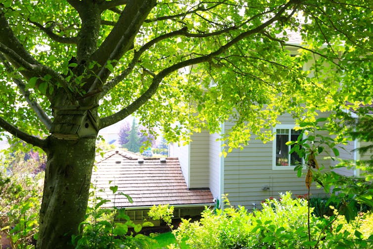 Dodgy tree loppers are scamming elderly homeowners and hacking up healthy trees. Here's what you need to know