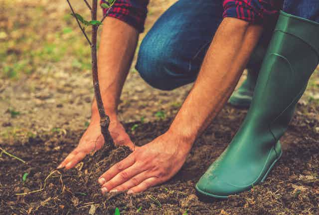 Person in green gumboots planting a tree