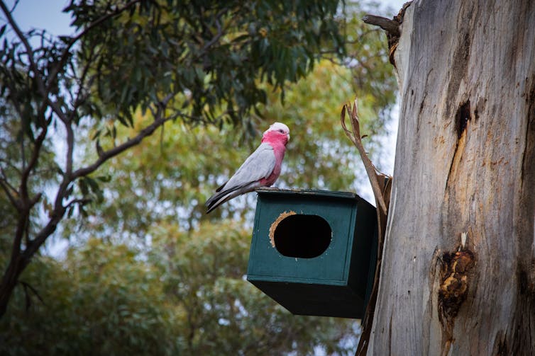 We asked landholders how they feel about biodiversity offsets — and the NSW government has a lot to learn