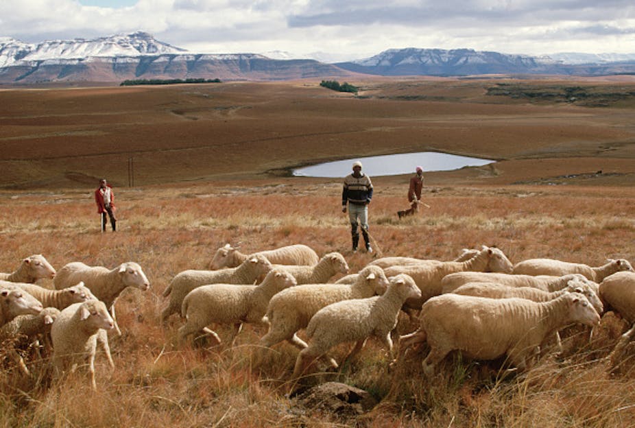 Flock of sheep with three people standing in a field, a dam and mountains in the background
