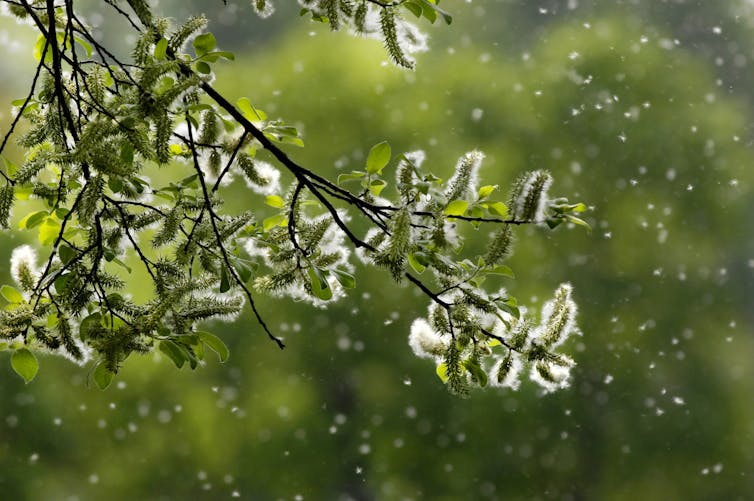 backlit pollen wafts in the air around a flowering tree branch