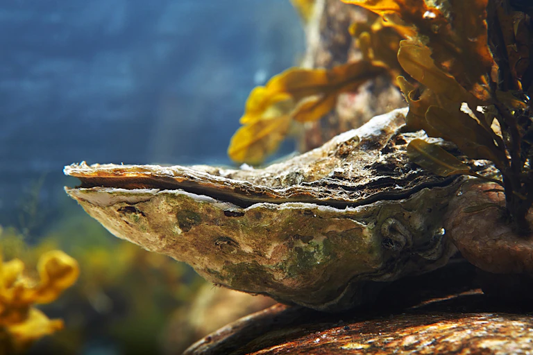 A closed oyster on a rock, in the ocean.