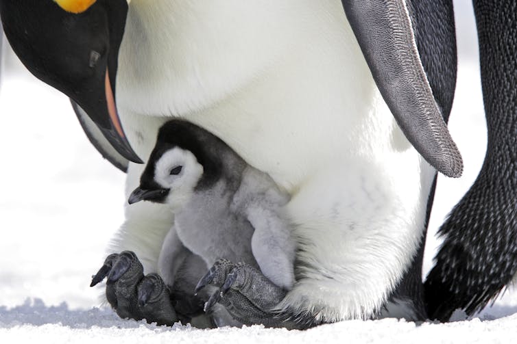 A penguin chick snuggles under the legs of a parent.