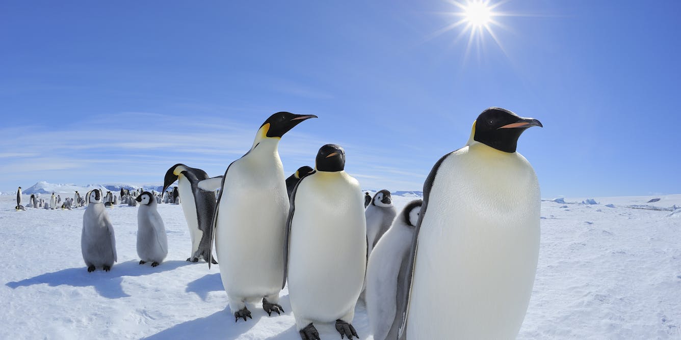 Emperor penguins headed for 'threatened' status under Endangered Species Act – they're at risk from climate change - The Conversation US