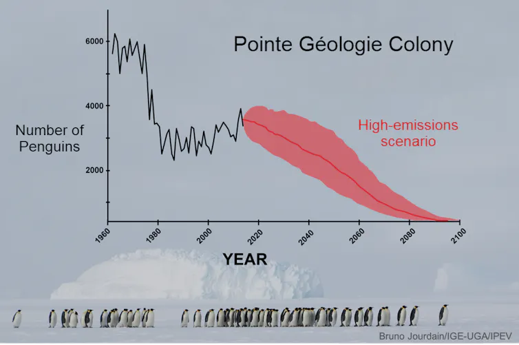 Chart of penguin pair decline and projection
