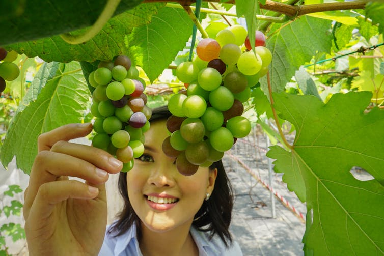 woman holds grape in vineyard