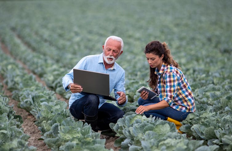 Uomo barbuto dai capelli bianchi nel campo di un contadino con una giovane donna che guarda un laptop.
