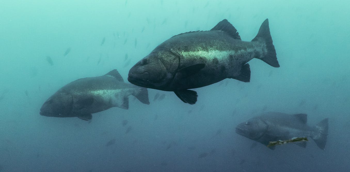 Giant sea bass are thriving in Mexican waters – scientific research that found them to be critically endangered stopped at the US-Mexico border
