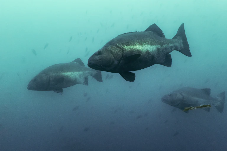 Three very large black fish in the ocean.