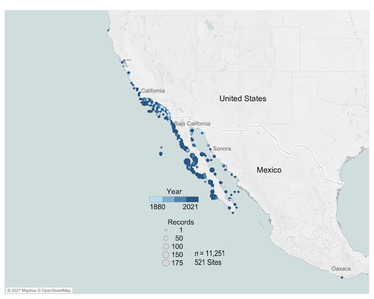 A map showing high density of giant sea bass along the west coast of the U.S. and along both sides of the Baja Peninsula.