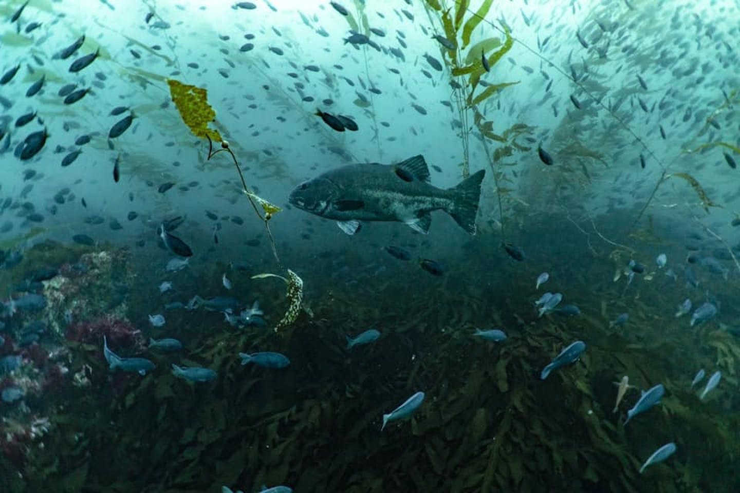 A large dark fish swimming in a kelp forest and surrounded by smaller fish.