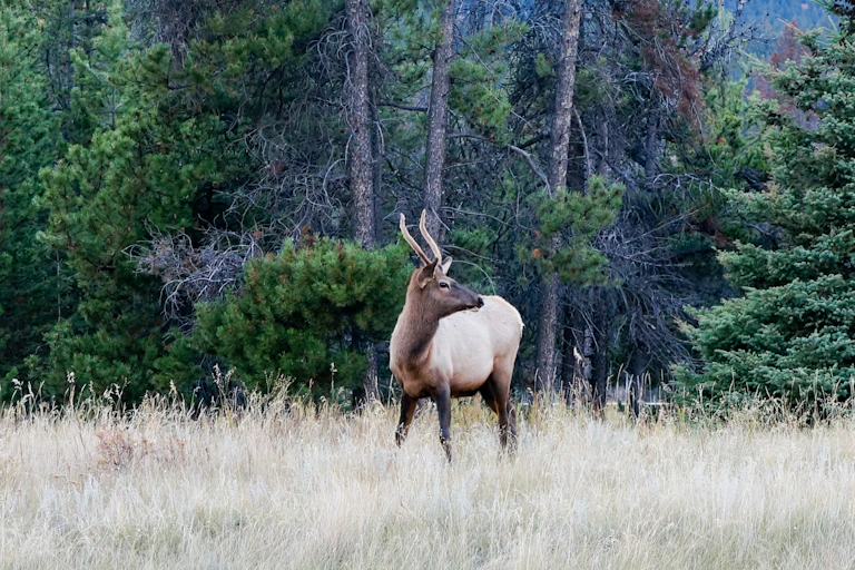 Image of a deer in Jasper National Park