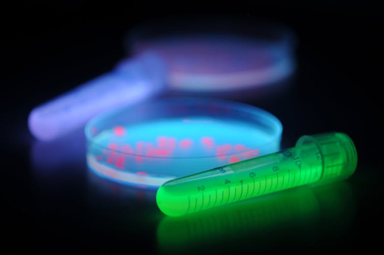 Fluorescent bacteria in petri dish and test tube