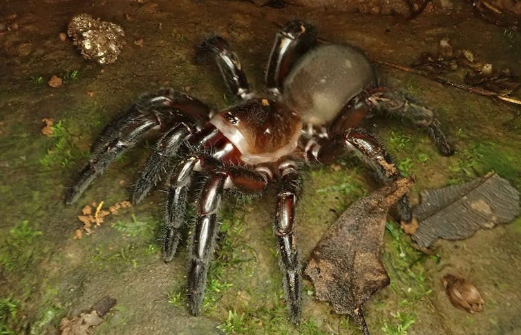 Web wonders: spiders spin for their lives as floodwaters rise