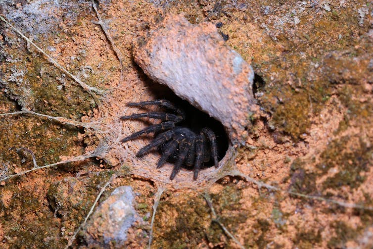 Here are 5 new species of Australian trapdoor spider. It took scientists a century to tell them apart