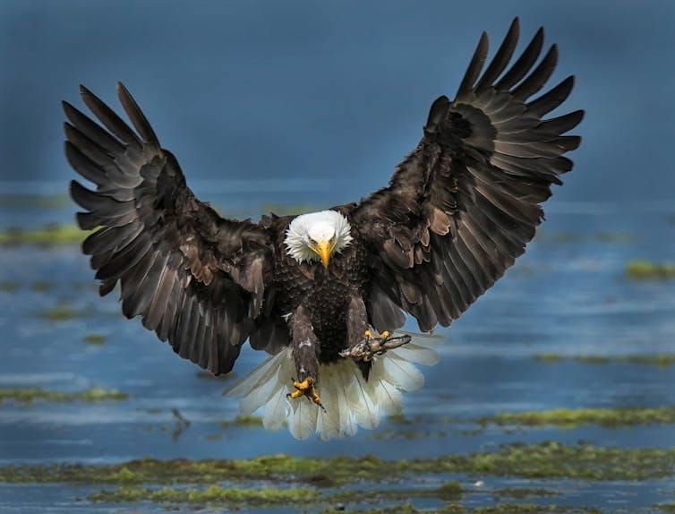 Bald eagle over water