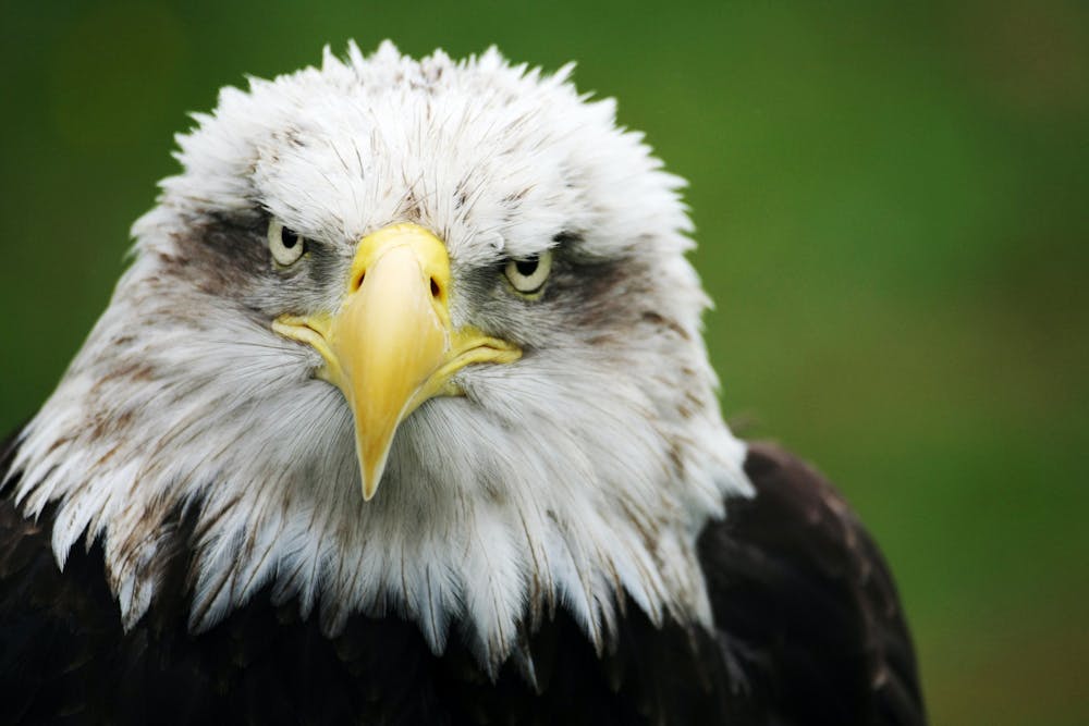 Who would win in a fight between wedge-tailed eagle and a bald eagle? It's a close call two nationally revered birds