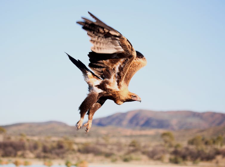 Who would win in a fight between a wedge-tailed eagle and a bald eagle? It's a close call for two nationally revered birds