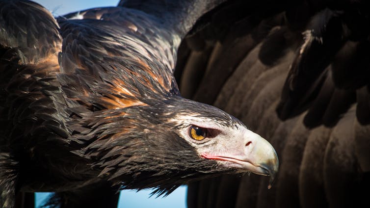 Who would win in a fight between a wedge-tailed eagle and a bald eagle? It's a close call for two nationally revered birds