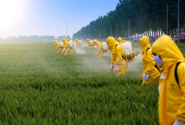 A row of people in yellow overalls spray a wheat crop.