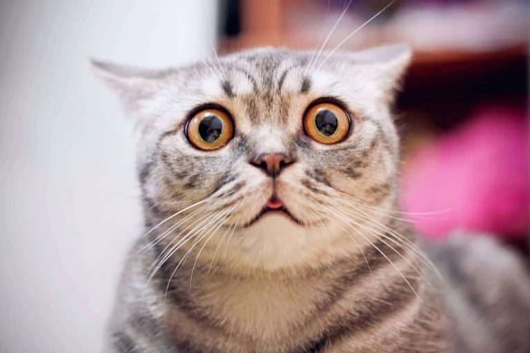 Surprised cat