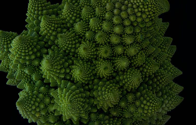 Figura 1. Exemplo dunha estrutura fractal natural no brócoli. Dominic Royé, Author provided