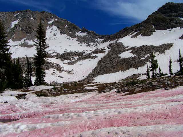 Snowy mountains with a covering of pink-shaded snow
