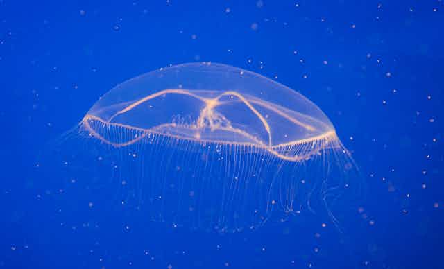 Bioluminescent crystal jellyfish
