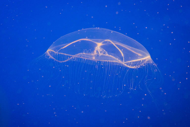 Bioluminescent crystal jellyfish