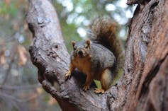Squirrel perches in a tree.