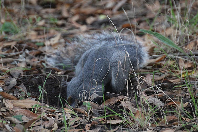 Squirrel reaching down into a hole, head obscured.