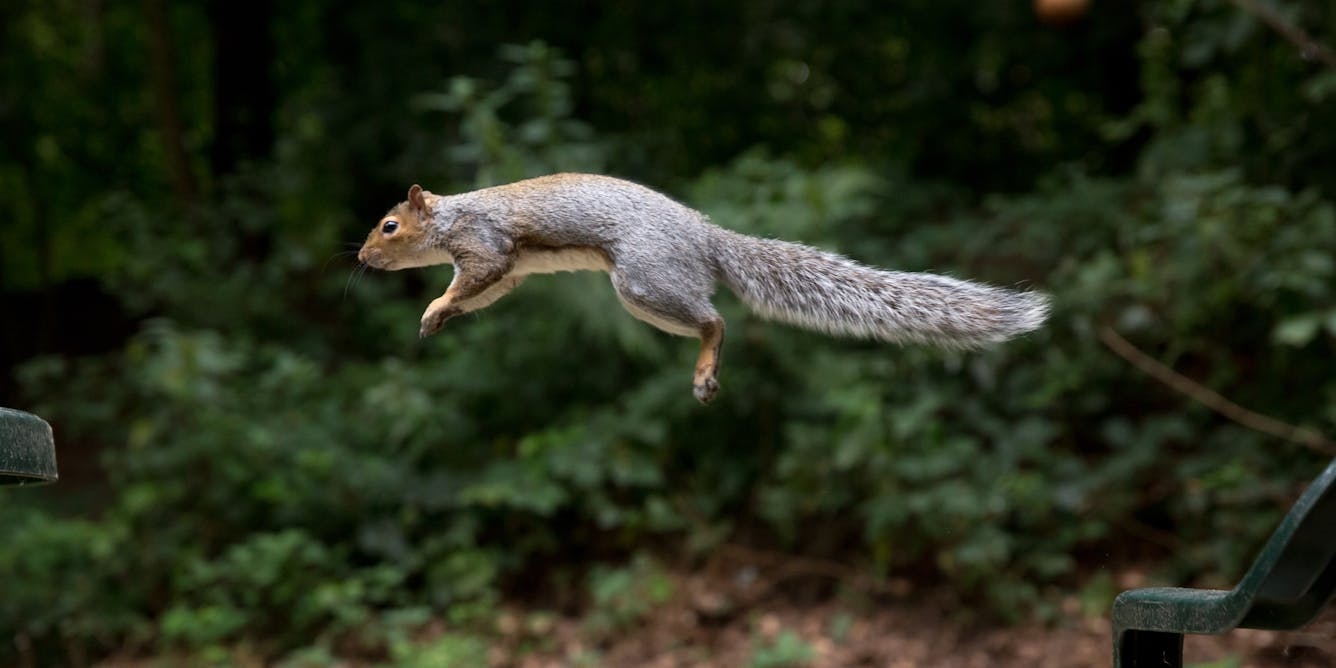 army squirrel