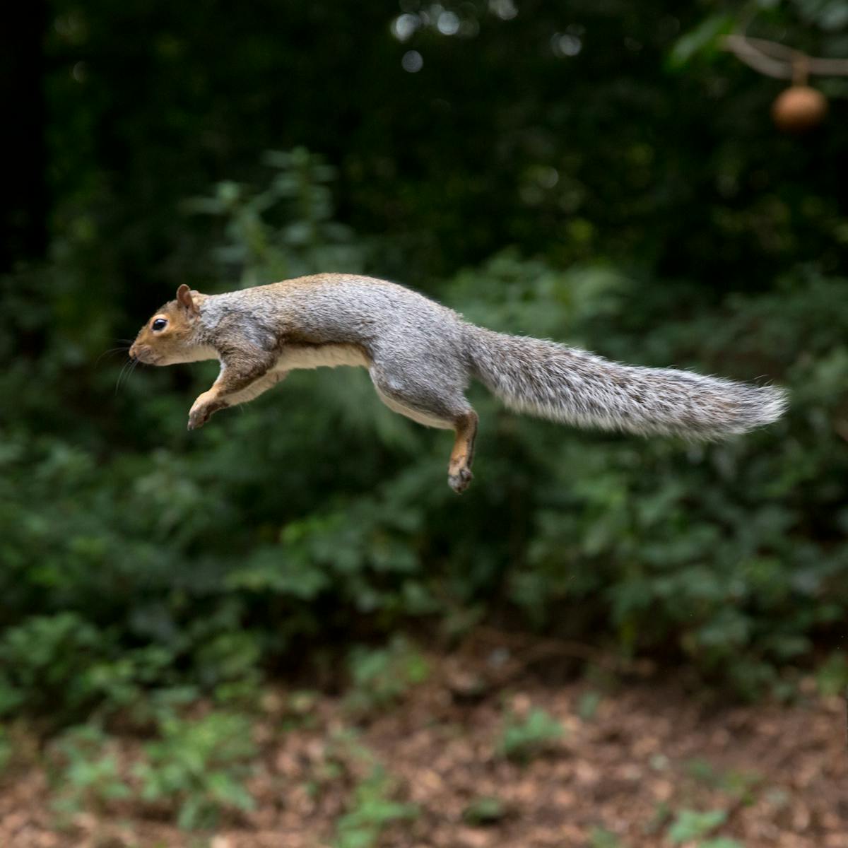 We used peanuts and a climbing wall to learn how squirrels judge their leaps  so successfully – and how their skills could inspire more nimble robots