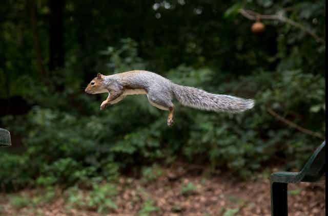 Grey squirrel jumping between posts