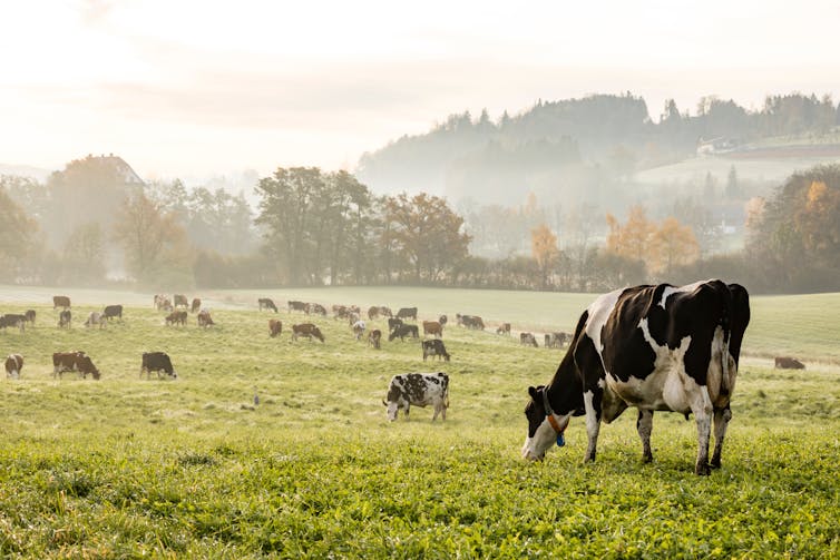 Cows in a misty field