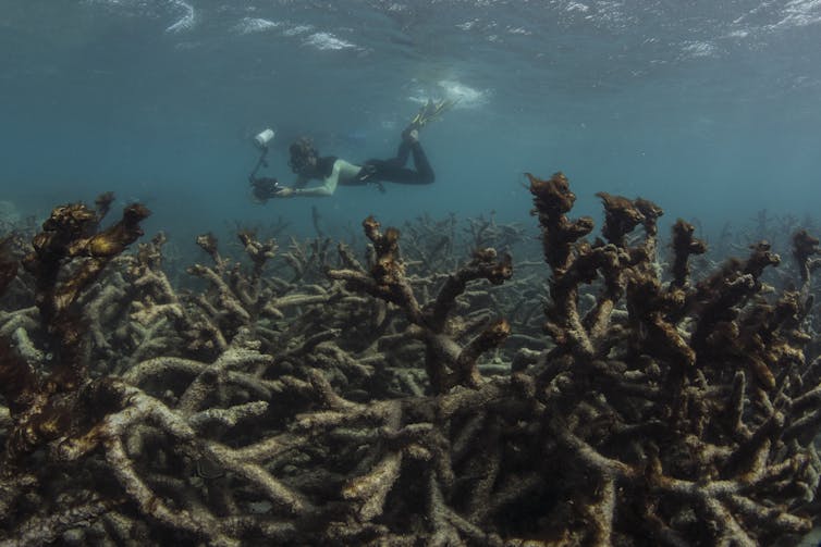 Bleached coral with diver