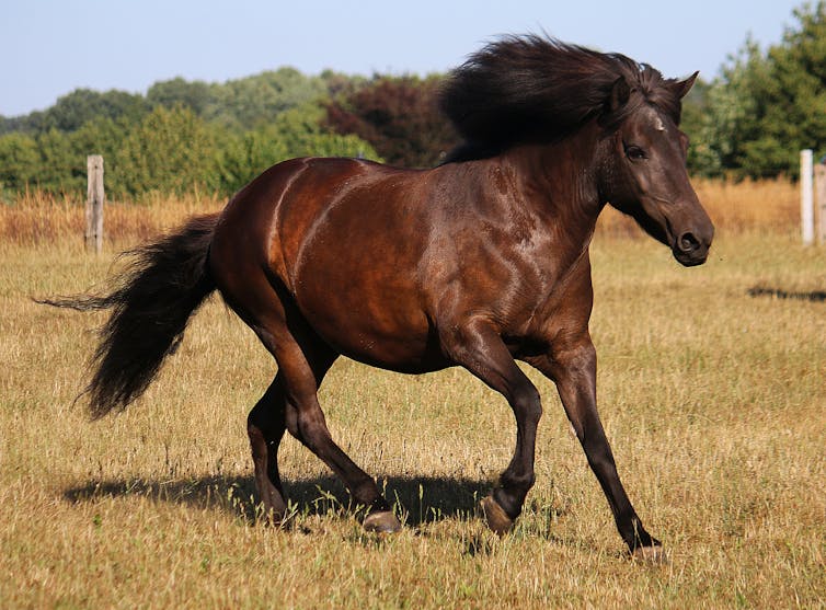 Horse running in paddock