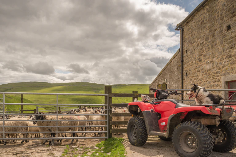 A sheepdog on a quad bike on a farm