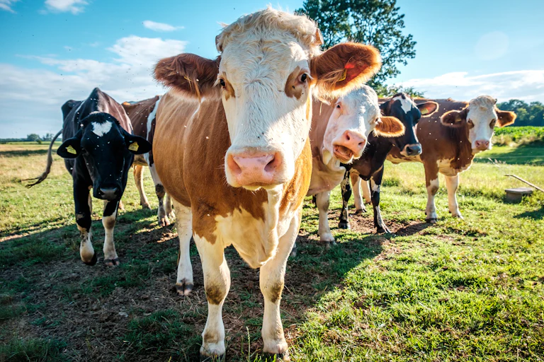 A group of 5 cows in a sunny field, facing the camera with one cow's face up close