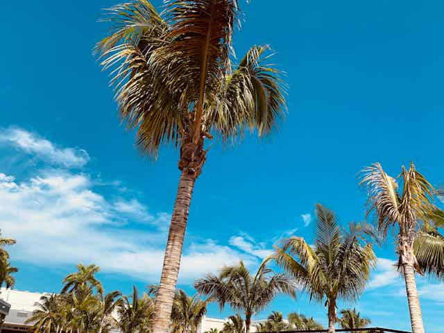 Palm trees in Jamaica against a blue sky