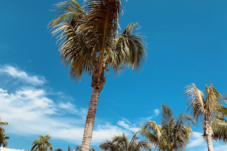 Palm trees in Jamaica against a blue sky