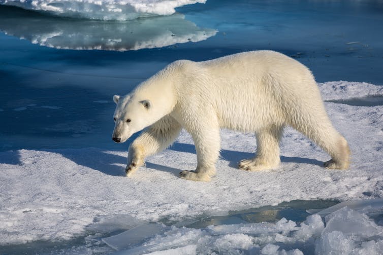 A polar bear walks on sea ice