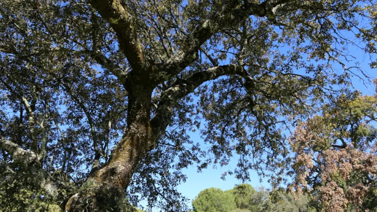 Parte aérea de una encina